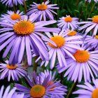 Vibrant purple aster flowers with yellow centers and water droplets on green background