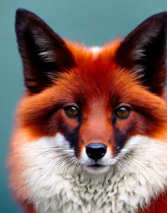 Red Fox Close-Up: Sharp Gaze, Vibrant Red Fur, White Chin, Teal Background