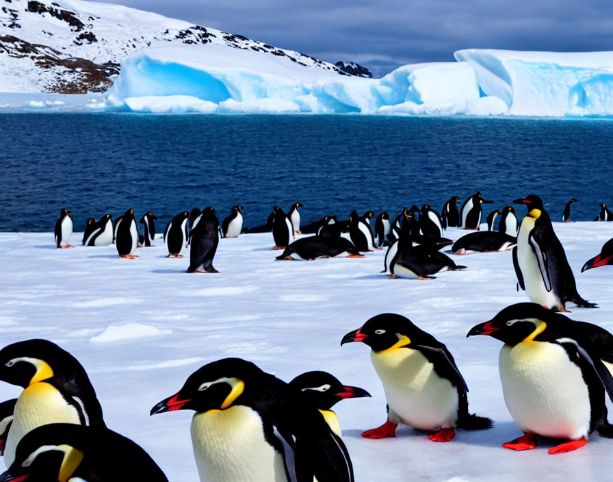 Group of penguins on snow with icebergs and cloudy sky