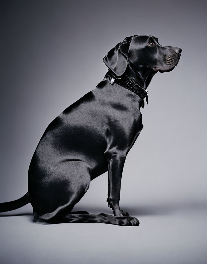 Black Dog with Shiny Coat and Collar on Gray Background