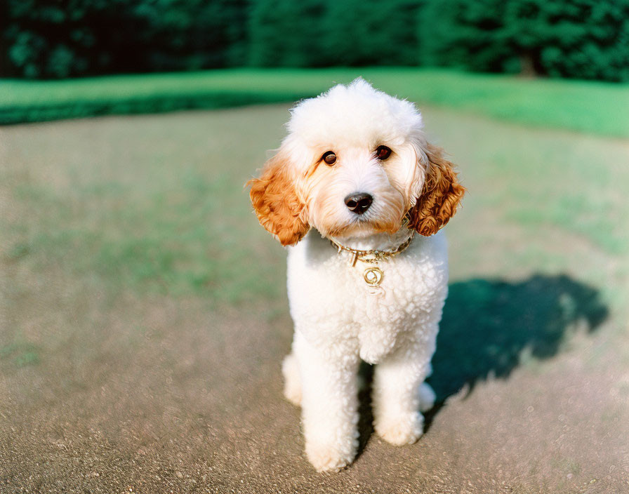 Fluffy White Dog with Brown Ears and Collar on Grass