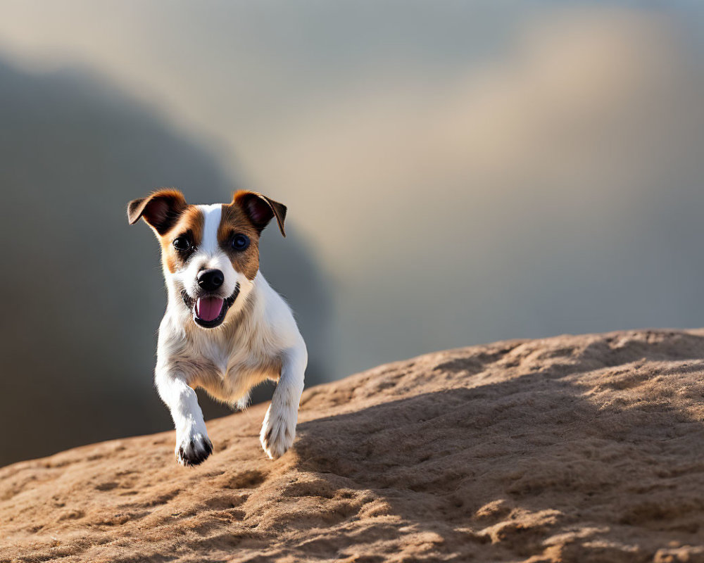 Energetic Jack Russell Terrier Running on Sandy Terrain