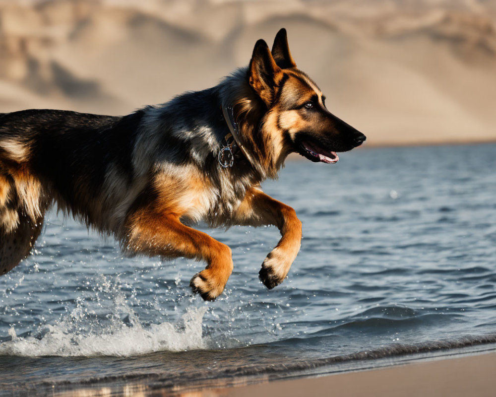 German Shepherd Running on Beach with Sand Dunes