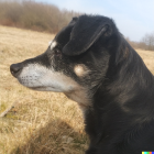 Black and White Dog with Thick Fur in Sunlit Grassland