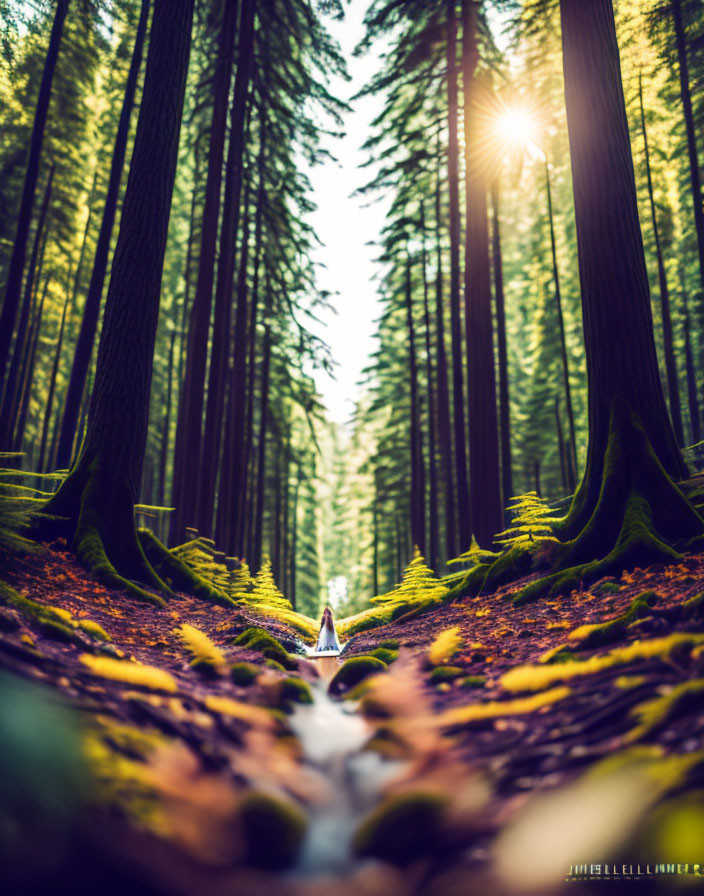 Forest scene: Sunlight through tall trees on mossy floor with stream and leaves