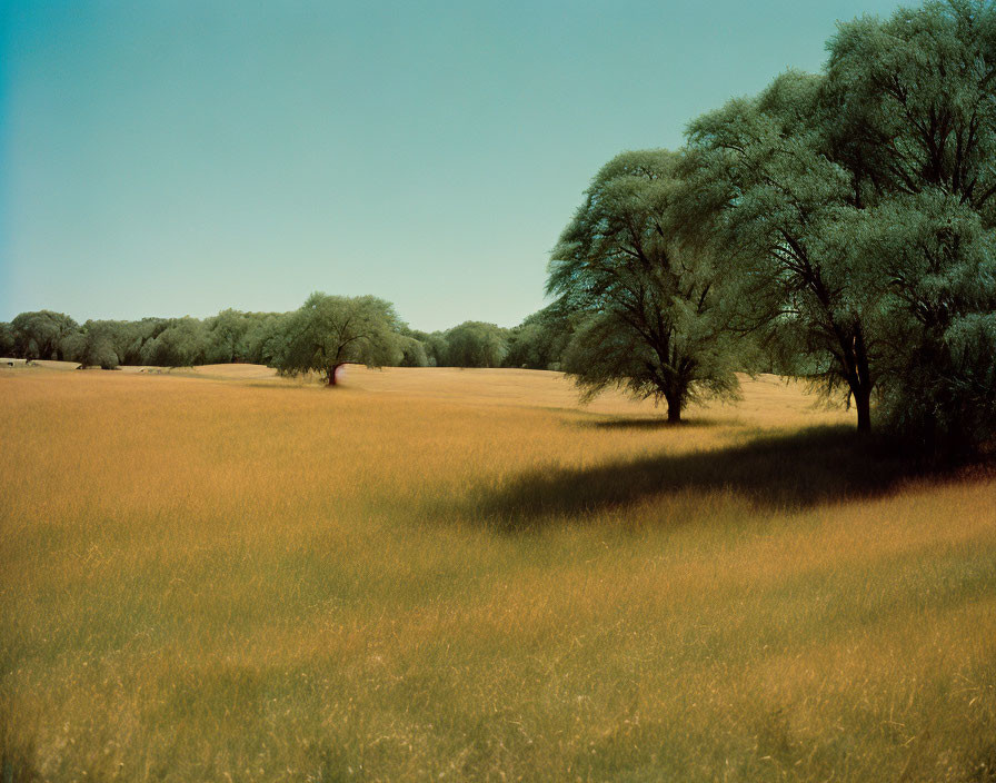 Expansive golden grass field with green trees under clear sky