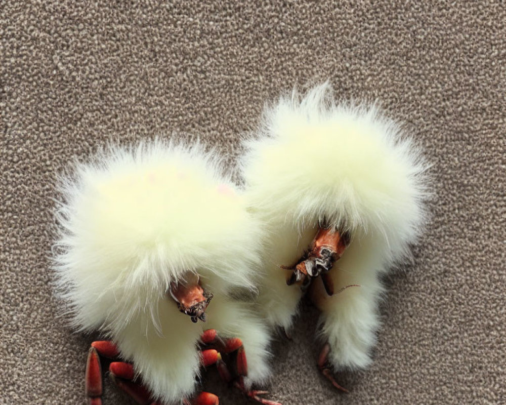 Fluffy Chicken Toys with Feather Bodies on Beige Background