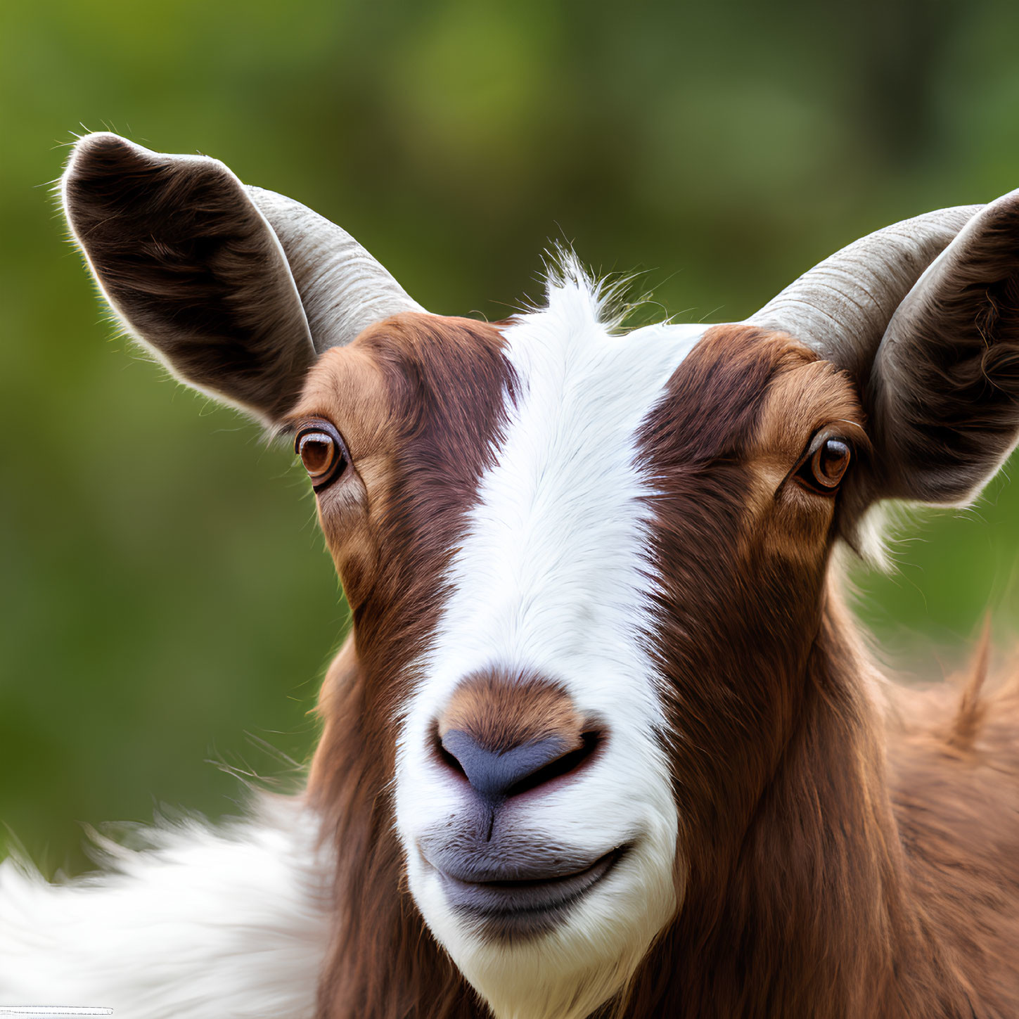 Brown and White Goat with Alert Ears and Warm Eyes on Green Background