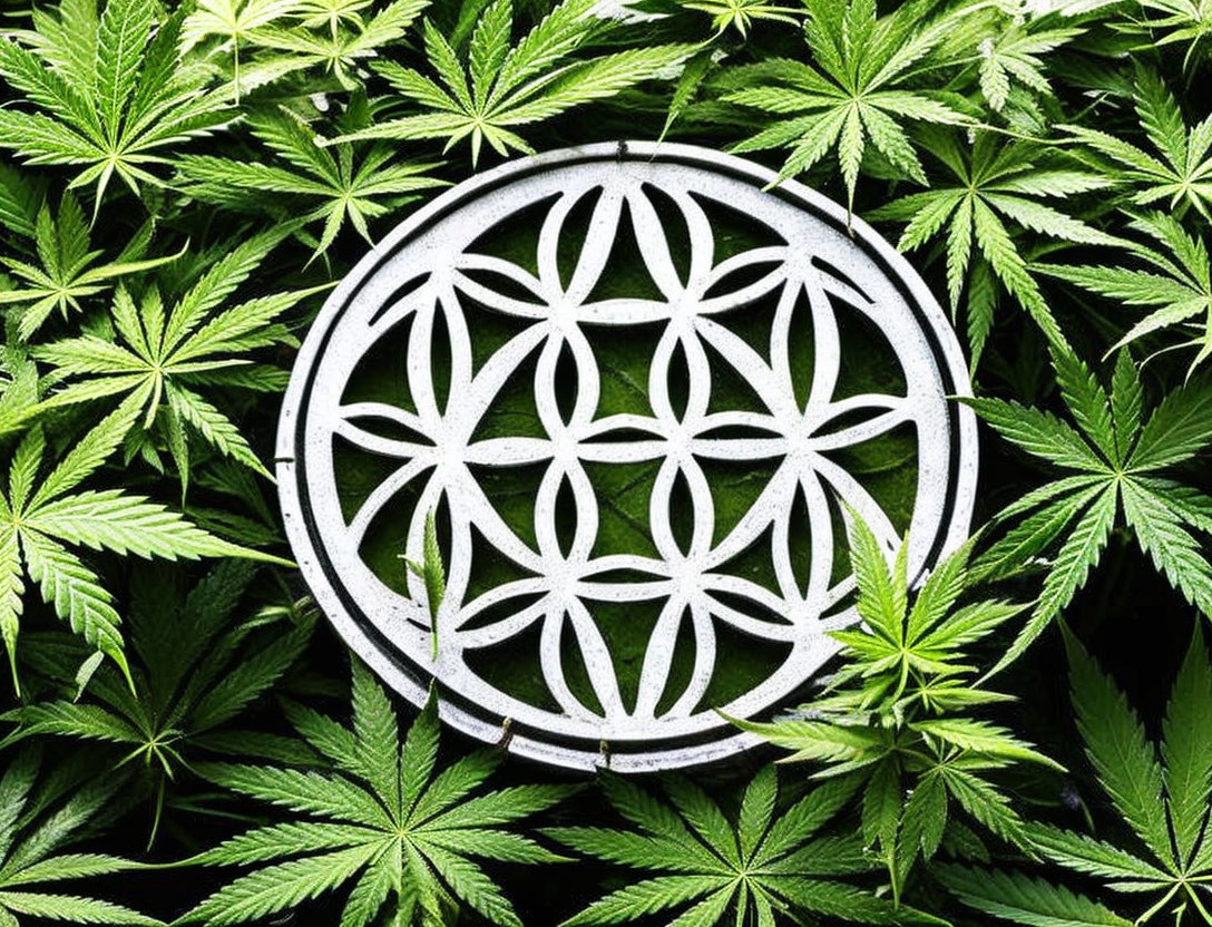 Metallic Symbol Overlapping Vibrant Cannabis Leaves