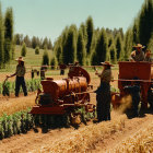 Agricultural Workers in Straw Hats Operating Machinery in Tall Crops