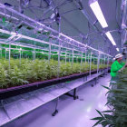 Scientist in lab coat studies plants in indoor hydroponic cannabis farm