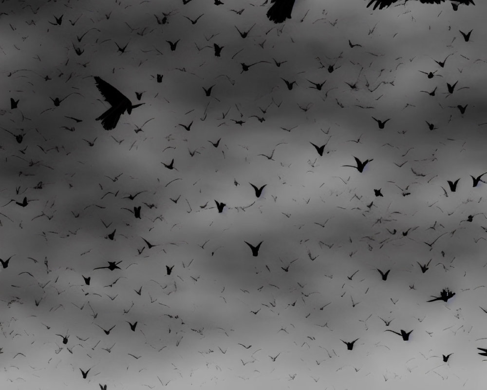 Monochrome image of birds in flight over grass, with close-up of detailed wings