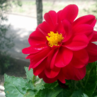 Vibrant red and pink peony flowers on pastel background