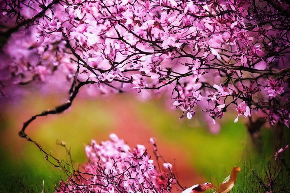 Blooming pink cherry blossoms against blurred background