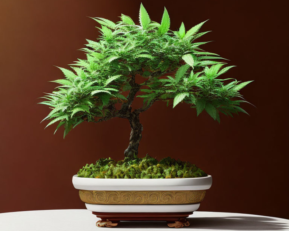 Bonsai tree with cannabis leaves in decorative pot on dark brown background