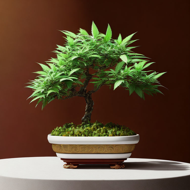 Bonsai tree with cannabis leaves in decorative pot on dark brown background