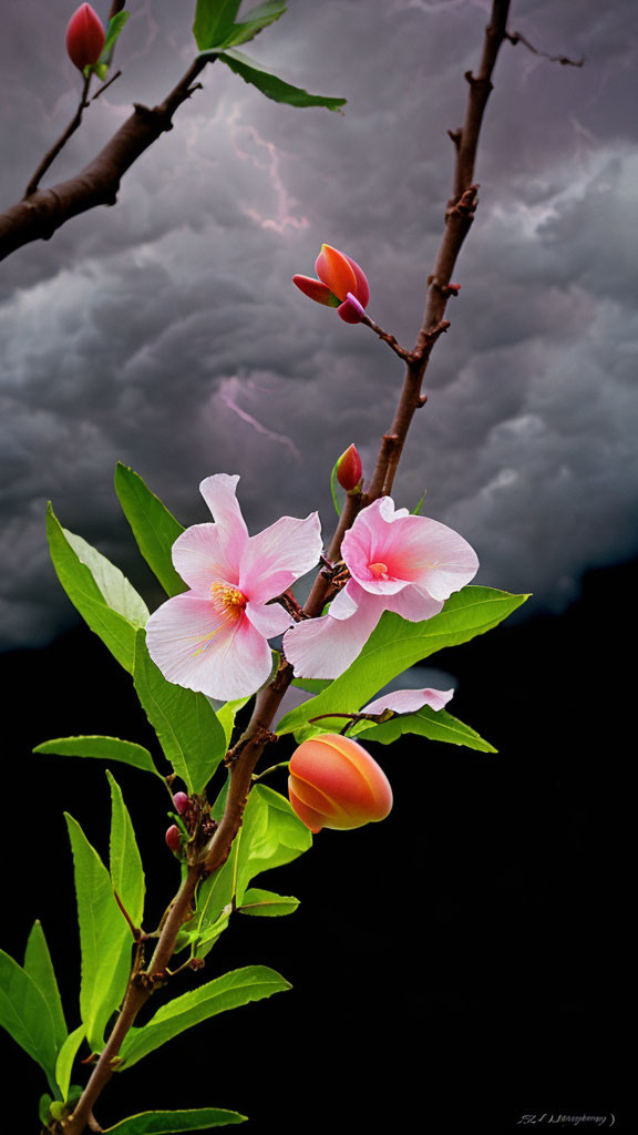 Pink hibiscus flowers and buds on branch under dark cloudy sky