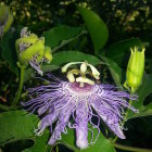 Colorful Passion Flower with Purple Filaments and Yellow Corona in Soft Light