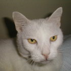 White Cat with Green Eyes in Ornate Circular Frame Among Purple Flowers