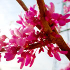 Vibrant Purple Flowers with Golden Centers in Sunlight