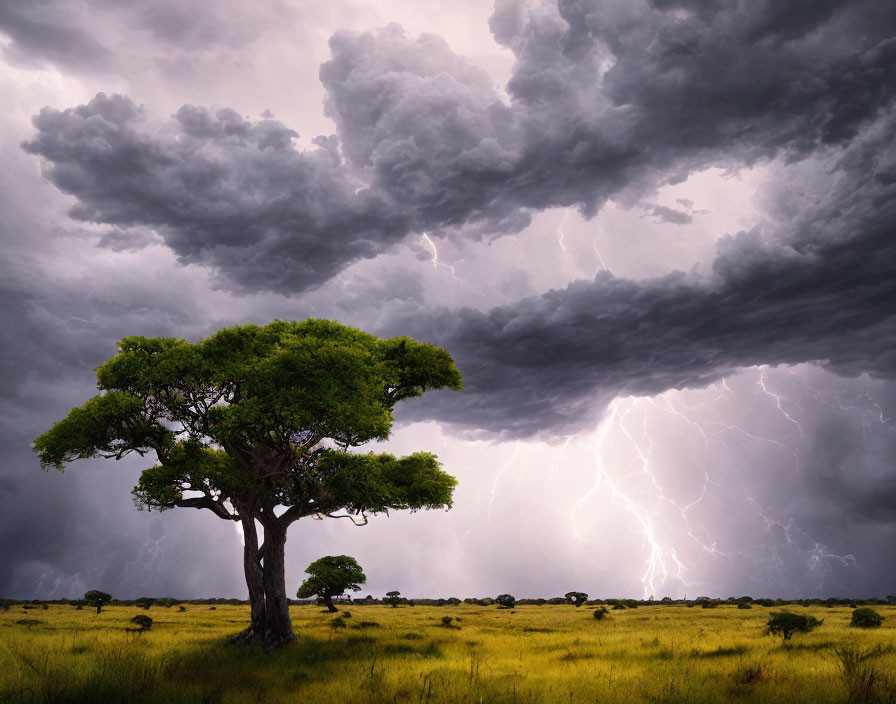 Solitary tree in savannah under stormy sky with lightning strikes