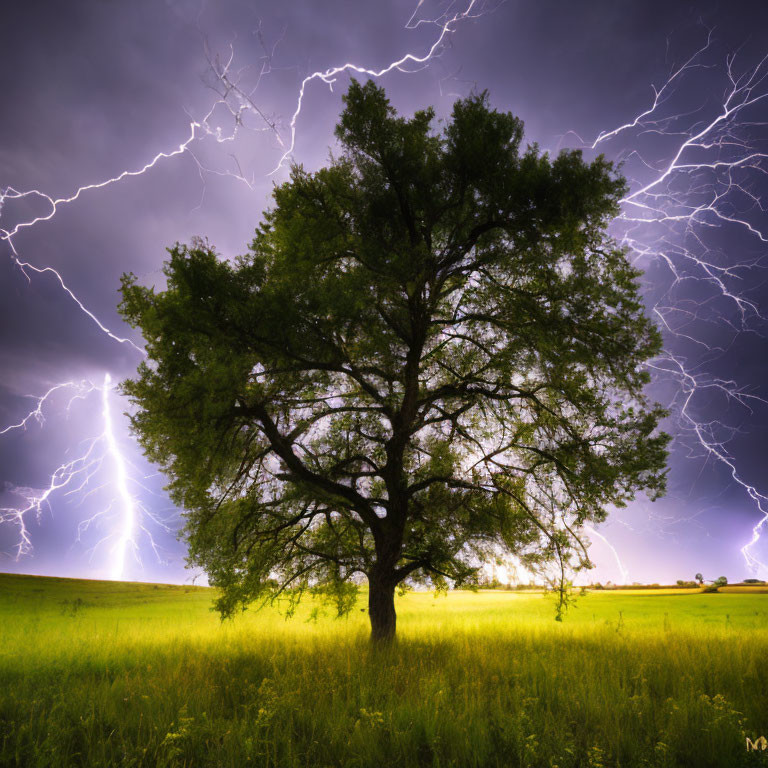 Solitary tree in grassy field under dramatic sky with lightning bolts