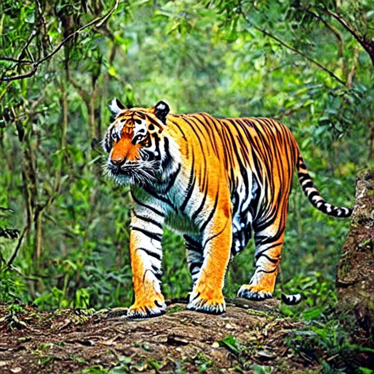 Alert tiger in lush forest with vivid orange and black stripes.