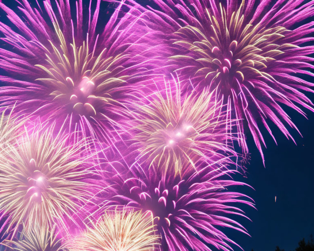 Colorful purple and pink fireworks in dark night sky with tree silhouettes