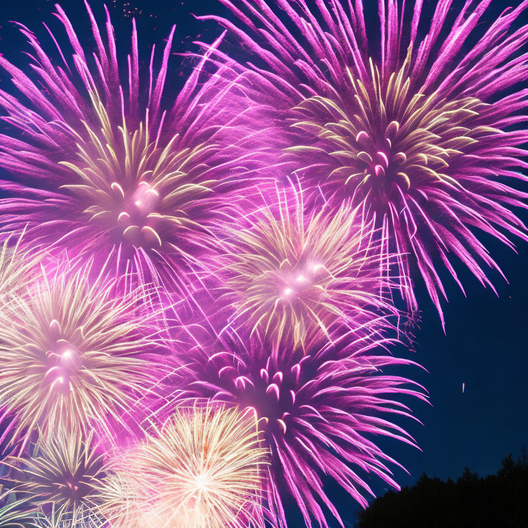 Colorful purple and pink fireworks in dark night sky with tree silhouettes