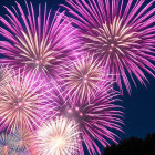 Colorful purple and pink fireworks in dark night sky with tree silhouettes