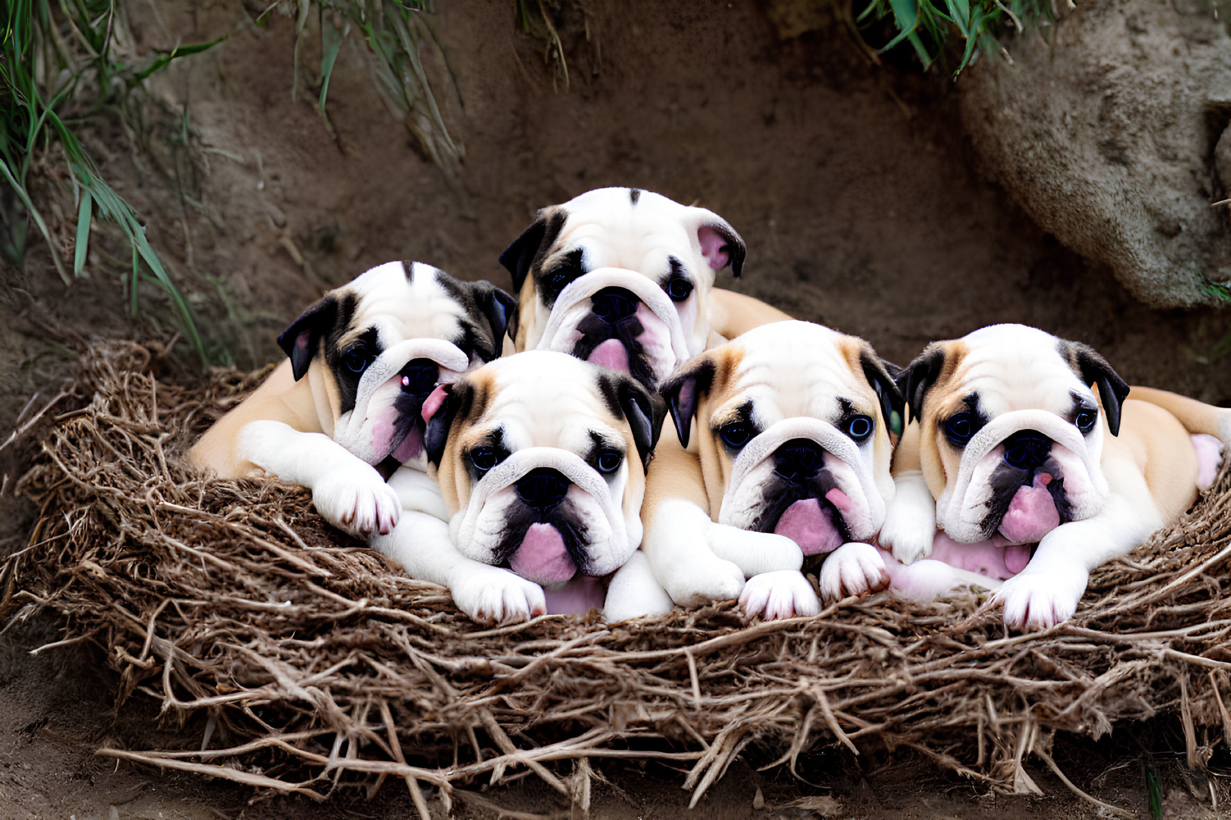 Adorable Bulldog Puppies on Twigs with Tongues Out