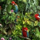 Colorful painting of seven exotic birds in lush forest habitat