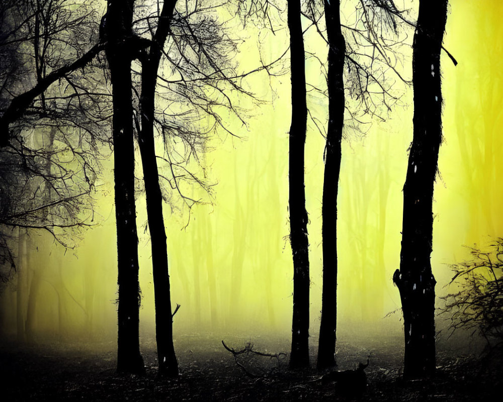 Silhouetted trees in eerie forest with glowing yellow fog