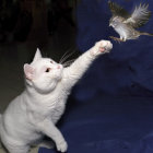 Fluffy White Kitten Reaching for Flying Bird in Blurred Background