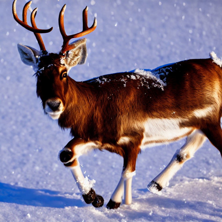 Snow-covered reindeer in sunlight with snowflakes, standing in snow