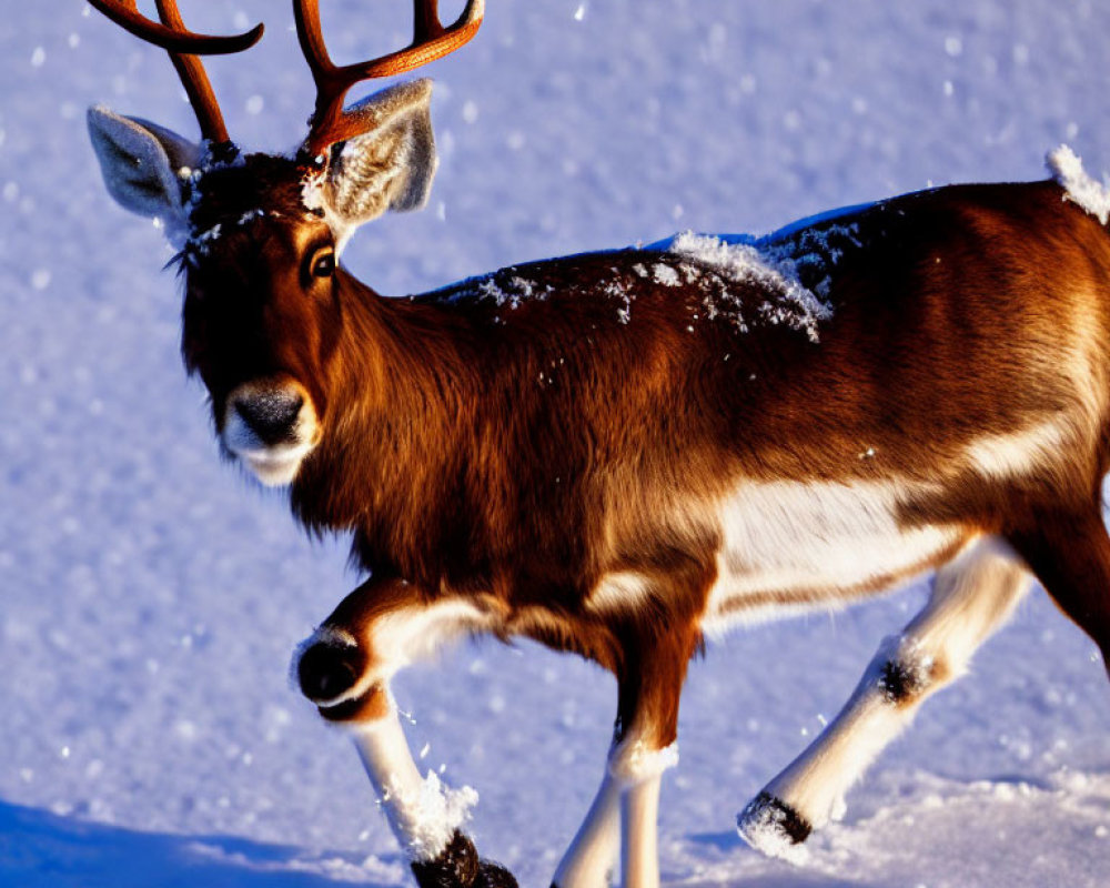 Snow-covered reindeer in sunlight with snowflakes, standing in snow