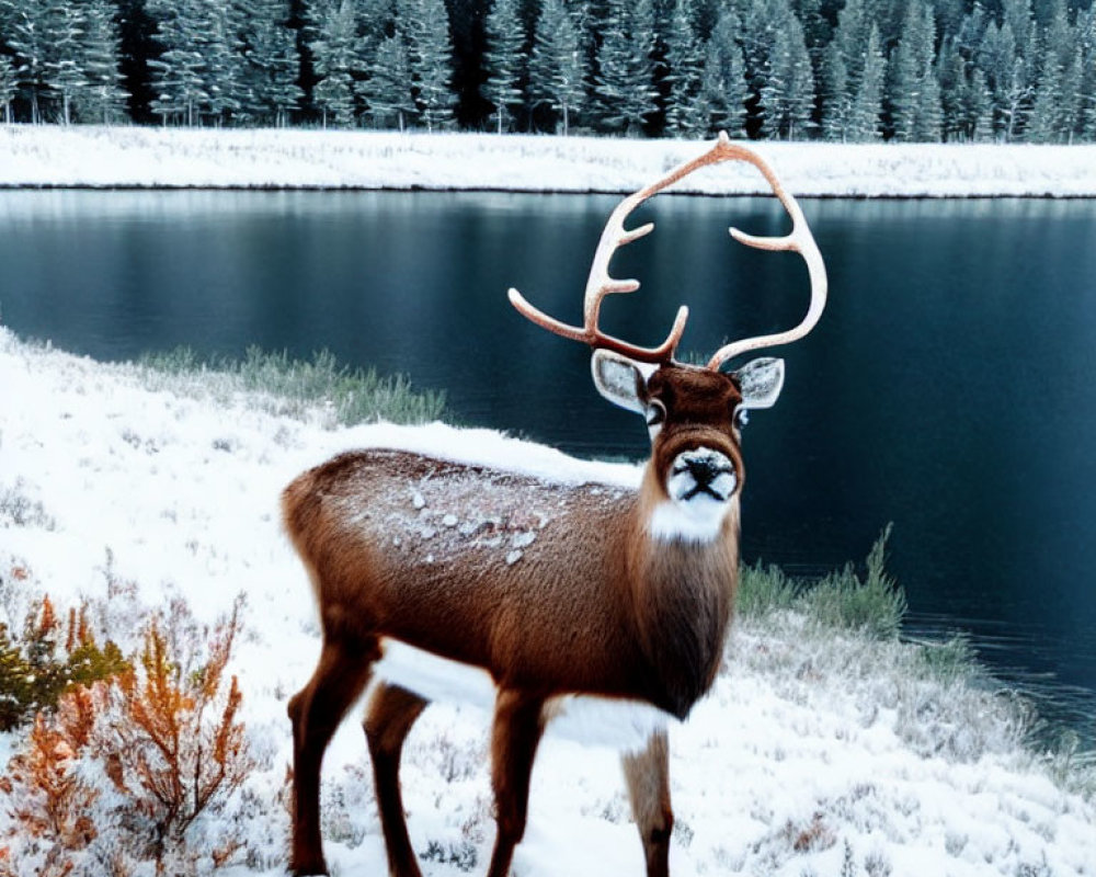 Majestic deer with large antlers in snowy forest by tranquil lake