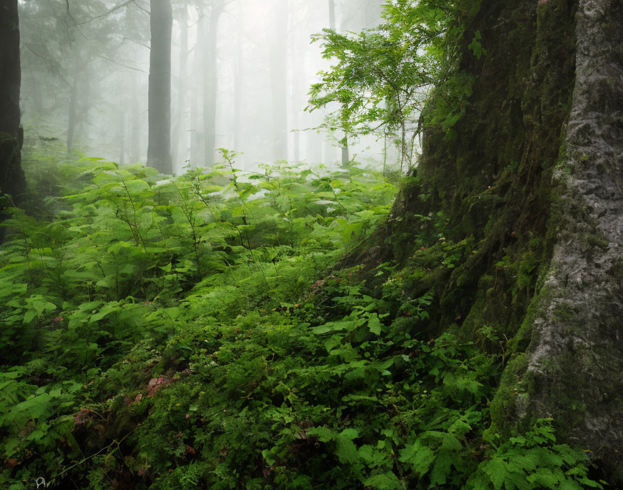 Lush Green Forest with Misty Atmosphere and Ethereal Vibes