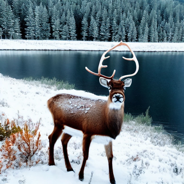 Majestic deer with large antlers in snowy forest by tranquil lake