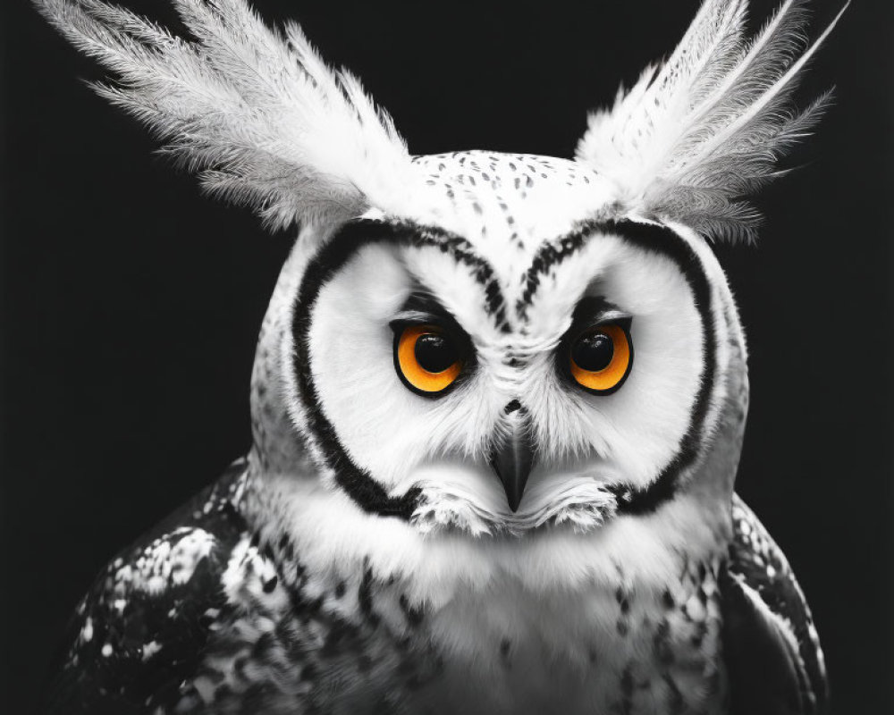 White and Grey Owl Portrait with Orange Eyes and Ear Tufts