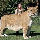 Unique Two-Headed Lion in Grass Field