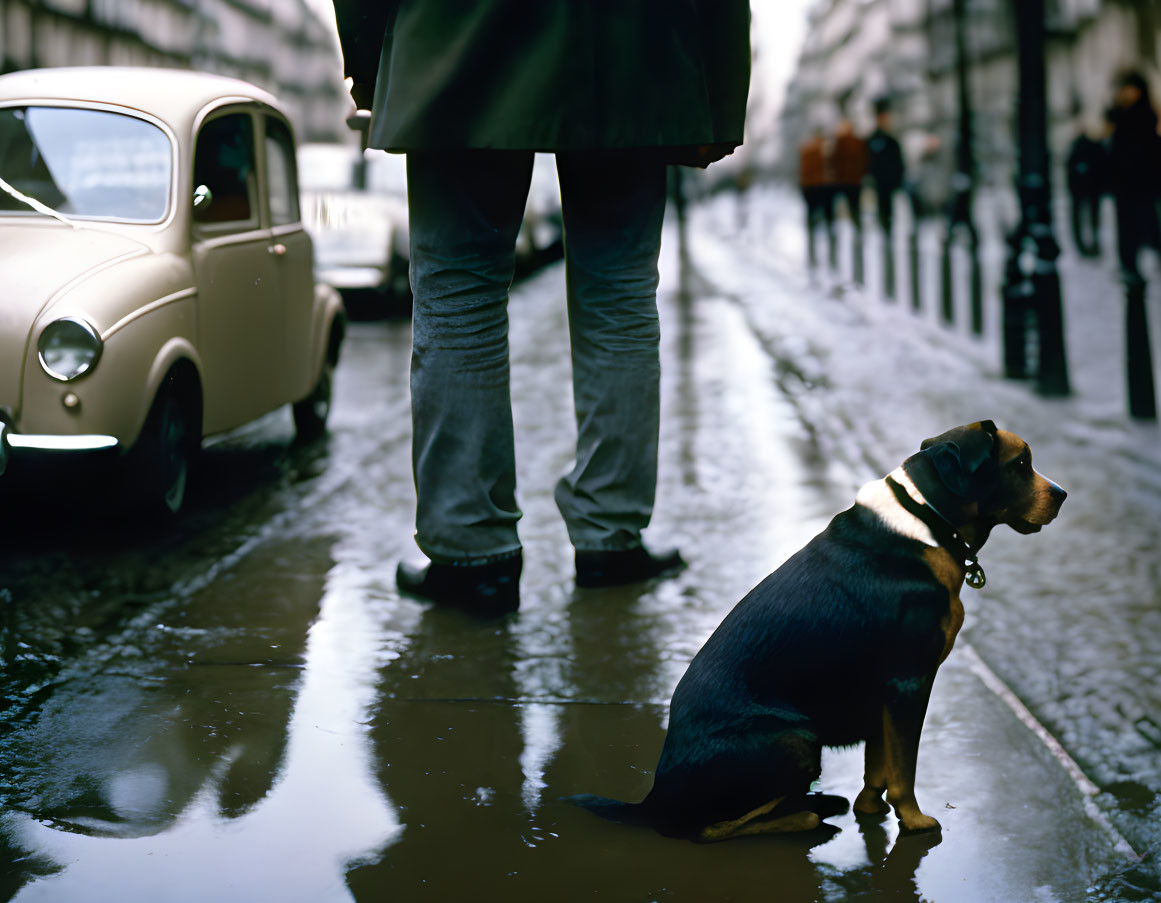 Dog sitting on wet street with vintage car and pedestrians in background