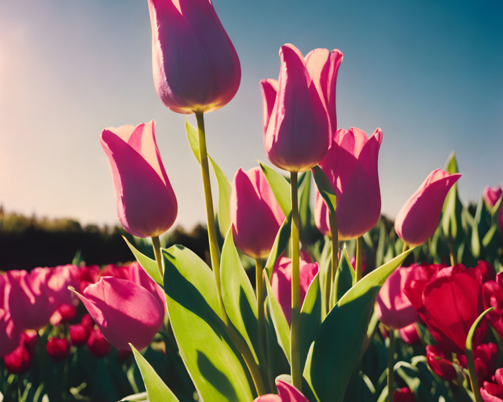 Bright Pink Tulips in Sunlight Against Blue Sky