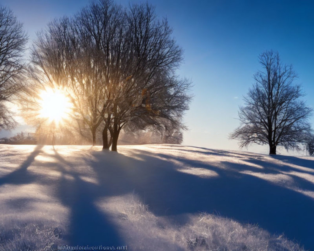 Snowy landscape at sunrise with long shadows and leafless trees