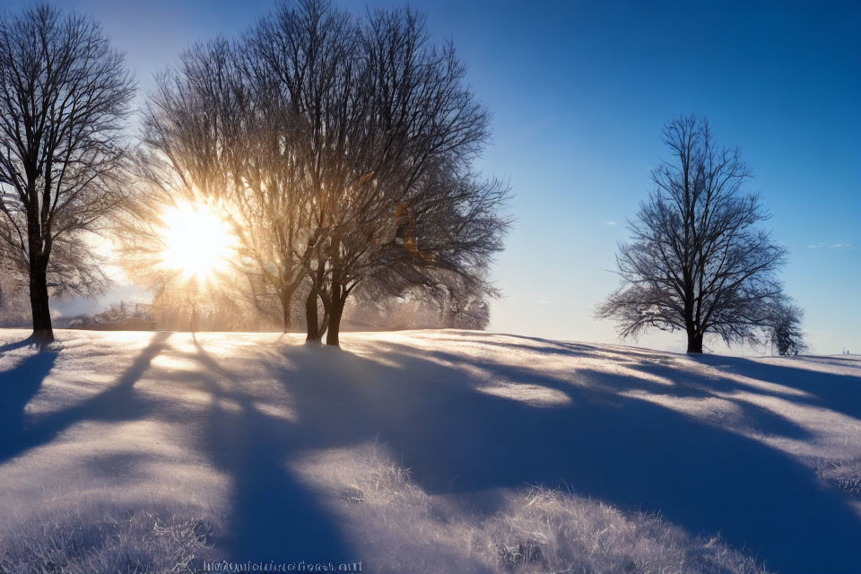 Snowy landscape at sunrise with long shadows and leafless trees