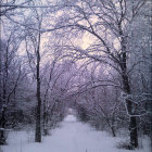 Winter Scene: People Ice Fishing on Frozen River amid Snowy Trees