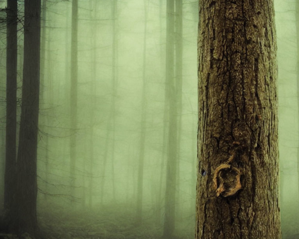 Foggy forest scene with tall trees and textured bark