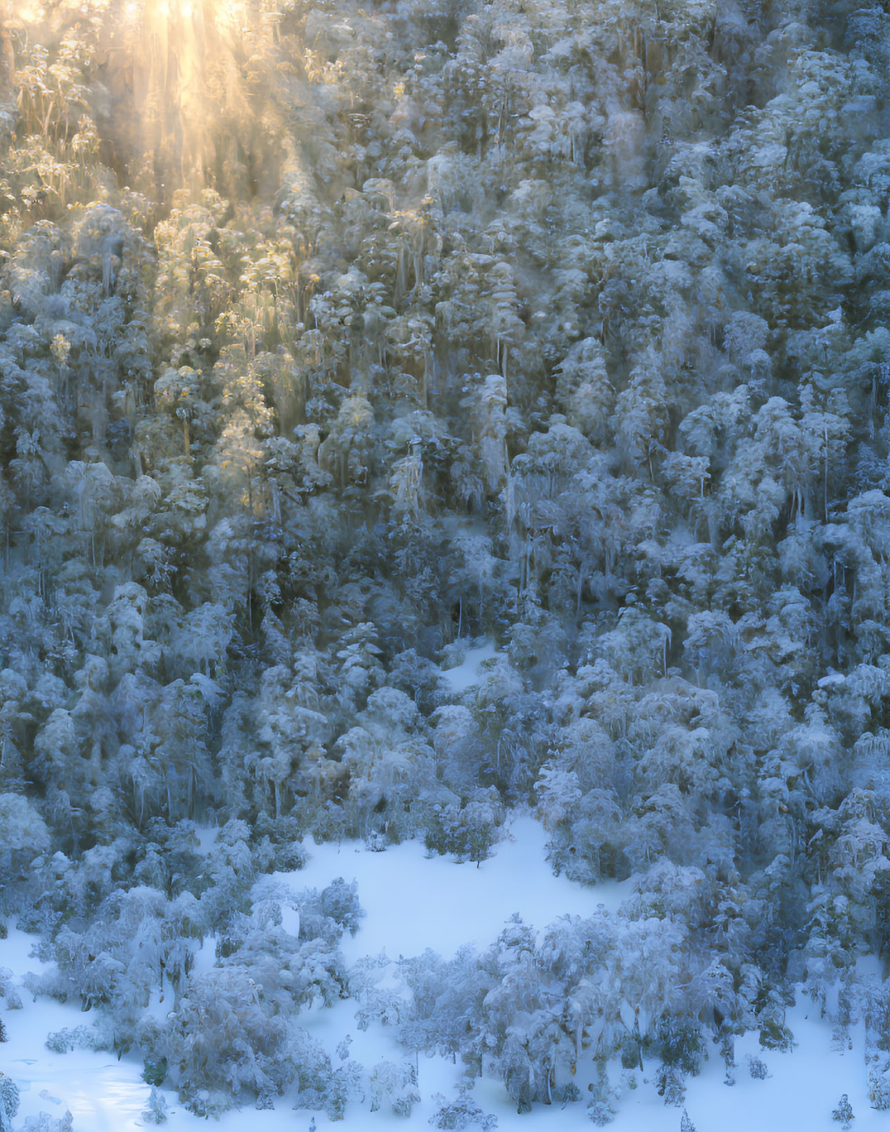 Winter forest scene: Sunlight through snow-covered trees