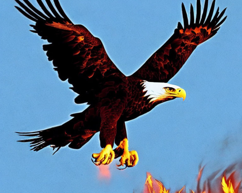 Illustration of eagle soaring with spread wings and talons against blue sky and flames below