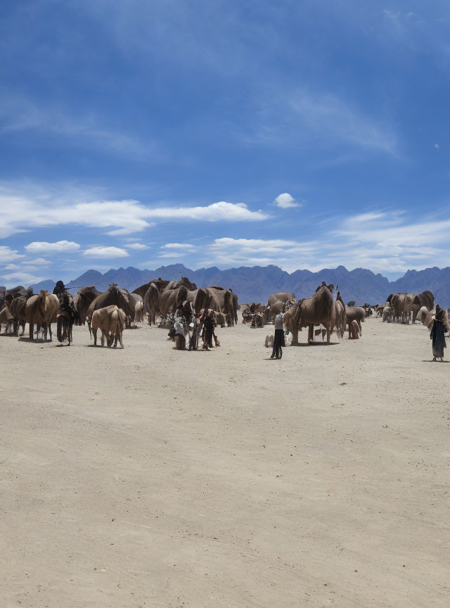 Herders with large camel herd in vast desert under cloudy sky